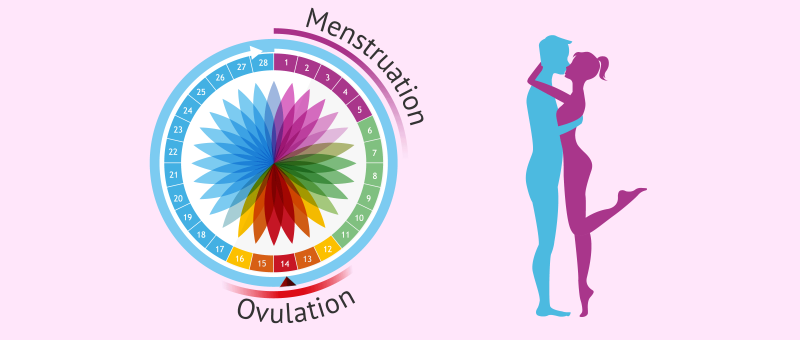 Rapports sexuels programmes au moment de lovulation