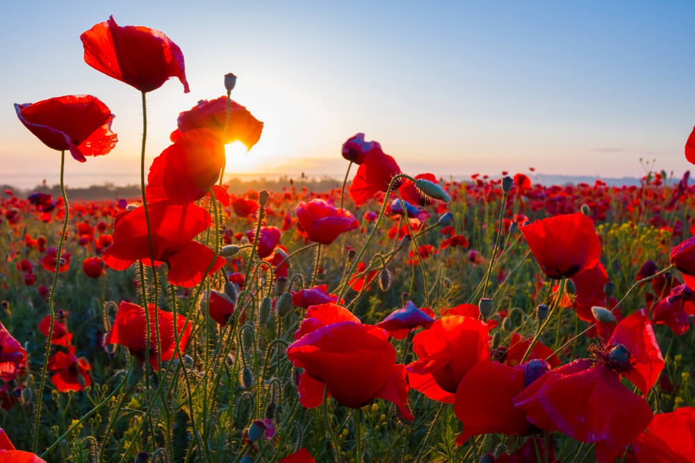 coquelicots